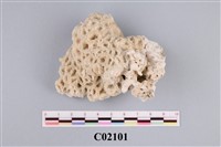 藏品(珊瑚化石)的圖片